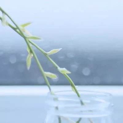 星海镖师最新版下载